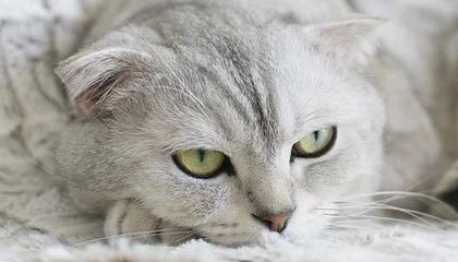 爱游戏中国官方登录入口网站-阿尔阿赫利替补阵容贡献稳定，艾尔阿赫利